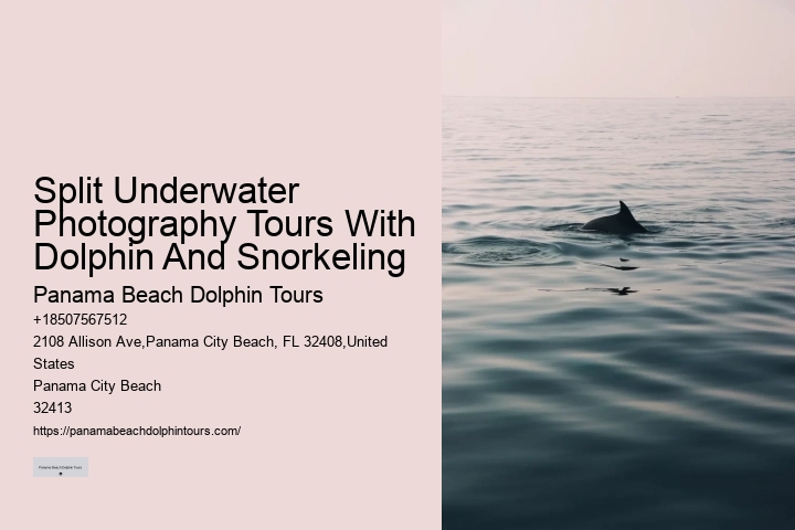 How much does a dolphin tour in Panama City Beach cost