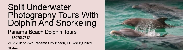 Dolphin boat tours at Panama City Beach