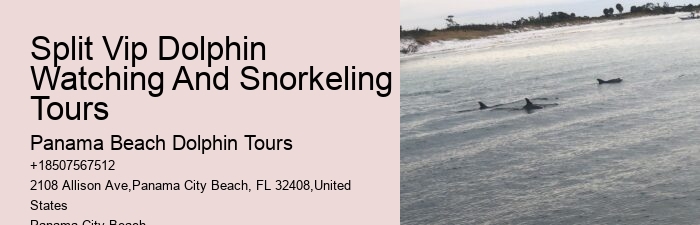 Dolphin Safaris PCB