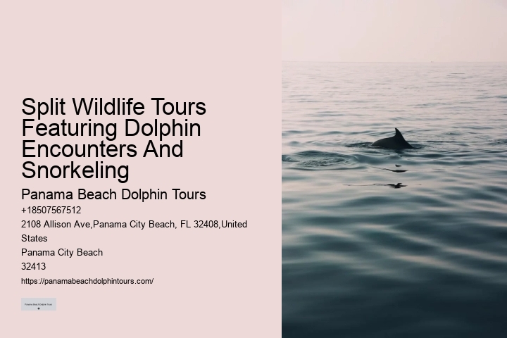 Elite Dolphin Expedition and Snorkeling Tours