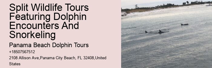 Exclusive Dolphin Exploration with Snorkeling