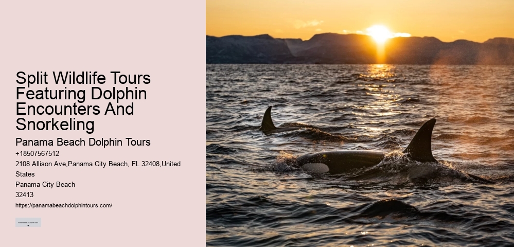 Do Male Dolphins Force Females To Mate