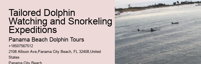 Must-haves For Your Dolphin Cruise
