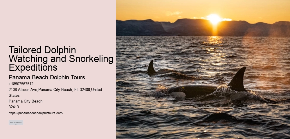 Split Small-group Guided Dolphin And Snorkeling Tours