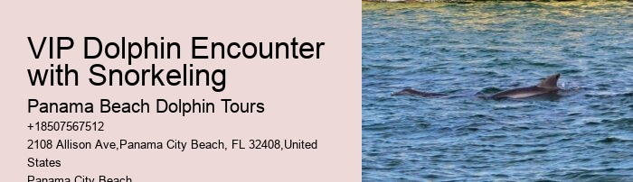 Flippers Dolphin
