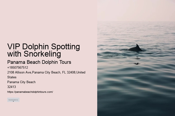 What Is The Difference Between Dolphin Encounter And Dolphin Swim