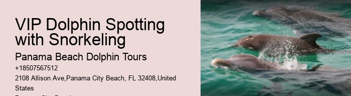 Dolphin Snorkeling Cruise