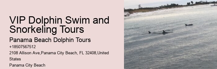 Is It Better To Swim With Dolphins In The Morning Or Afternoon