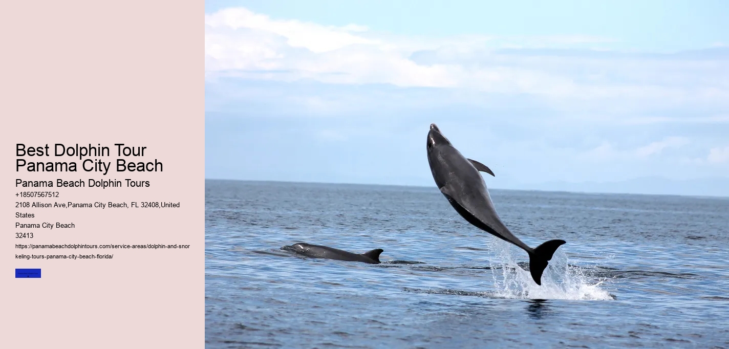 Best Dolphin Tour Panama City Beach