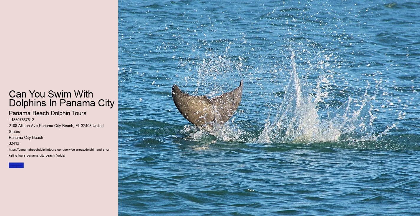 Panama City Beach Dolphin Swim