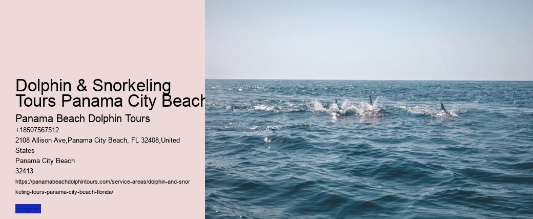 The Magic Of Dolphin Watching