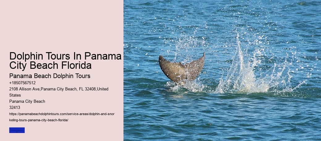 Swimming With Dolphin Tours Panama City