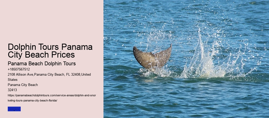Can I Swim With Dolphins In Panama City