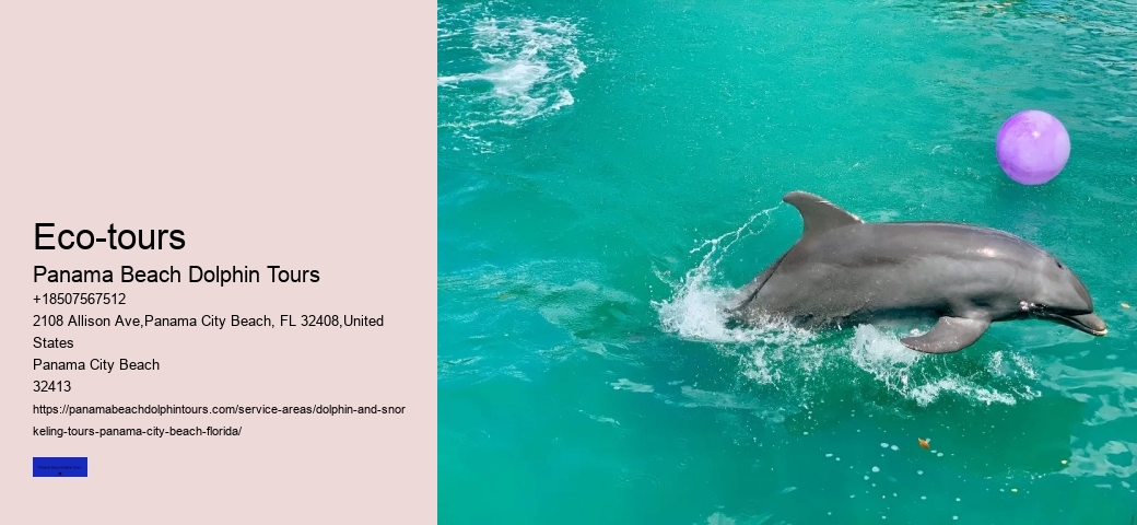 What Should You Not Do While Swimming With Dolphins