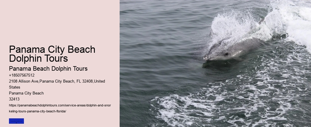 Swimming With Dolphin Tours Panama City Beach