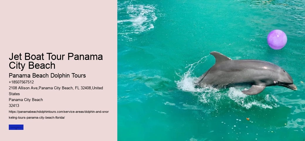What Time Of Year Do Dolphins Come Out