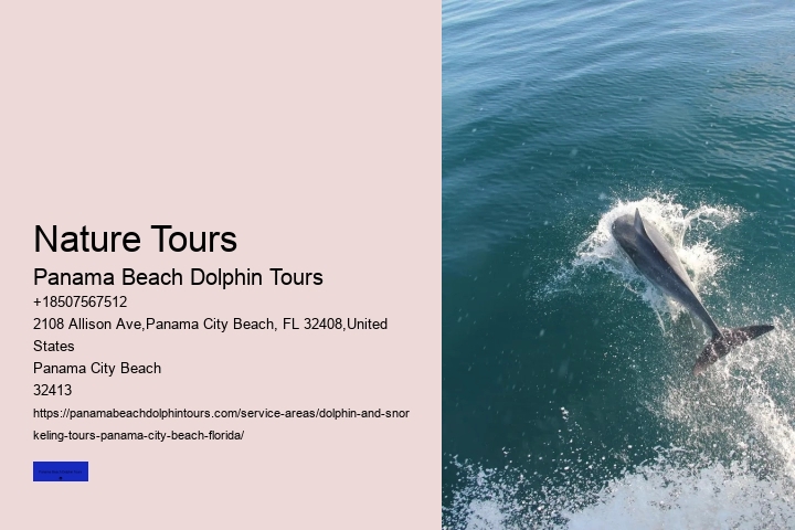 What Beach In Florida Has The Most Dolphins