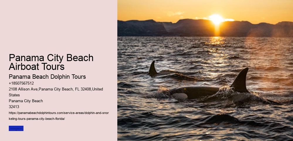 Dolphin Watching