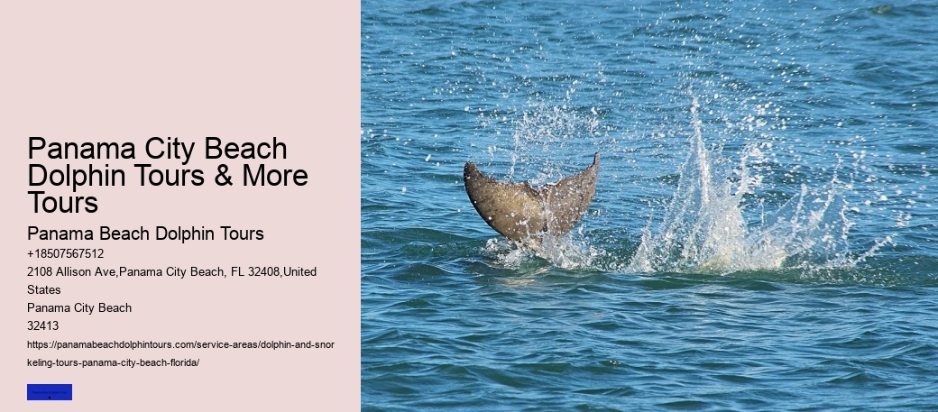 Cheap Dolphin Tours In Panama City Beach