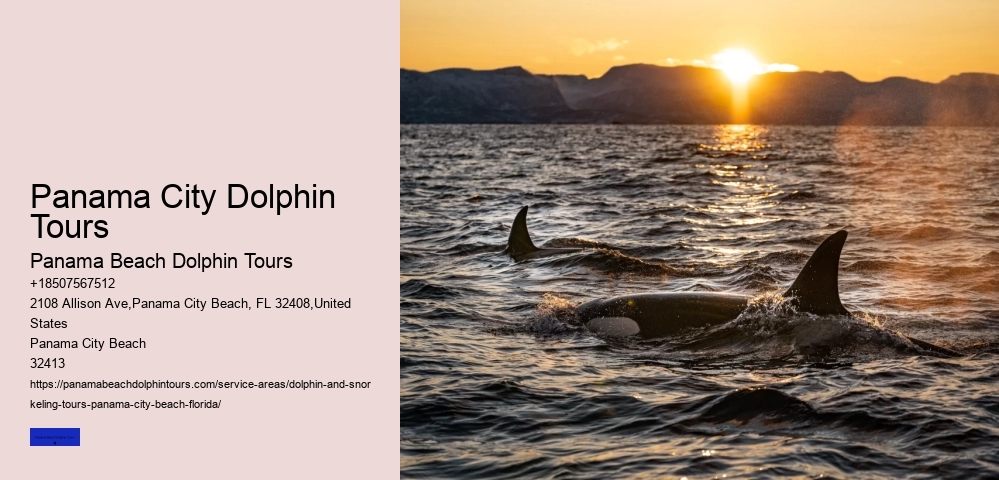 Panama City Dolphin Tours