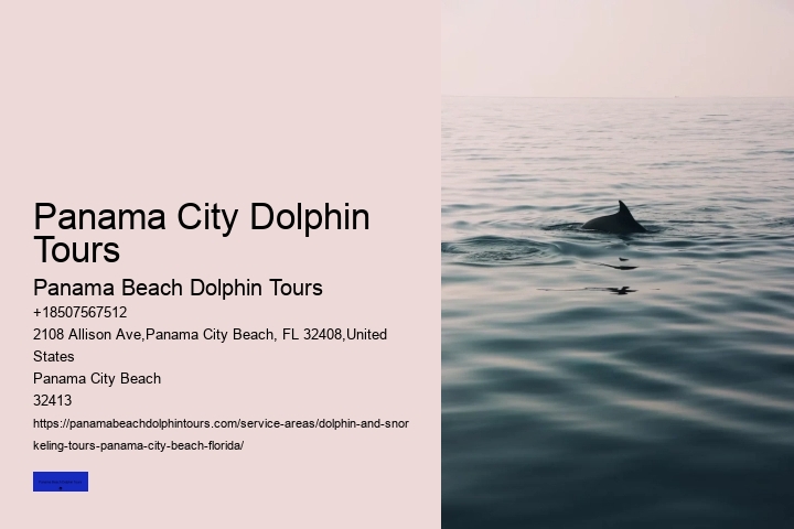 Best Time For Dolphin Watching