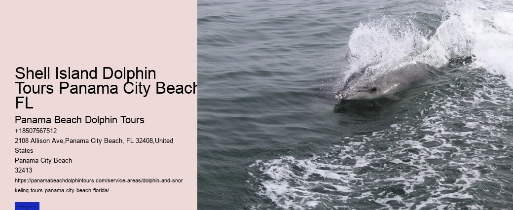 Small Group Dolphin & Snorkel Tour