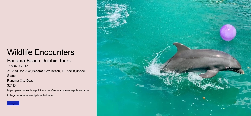 What Time Of Day Are Dolphins Most Active