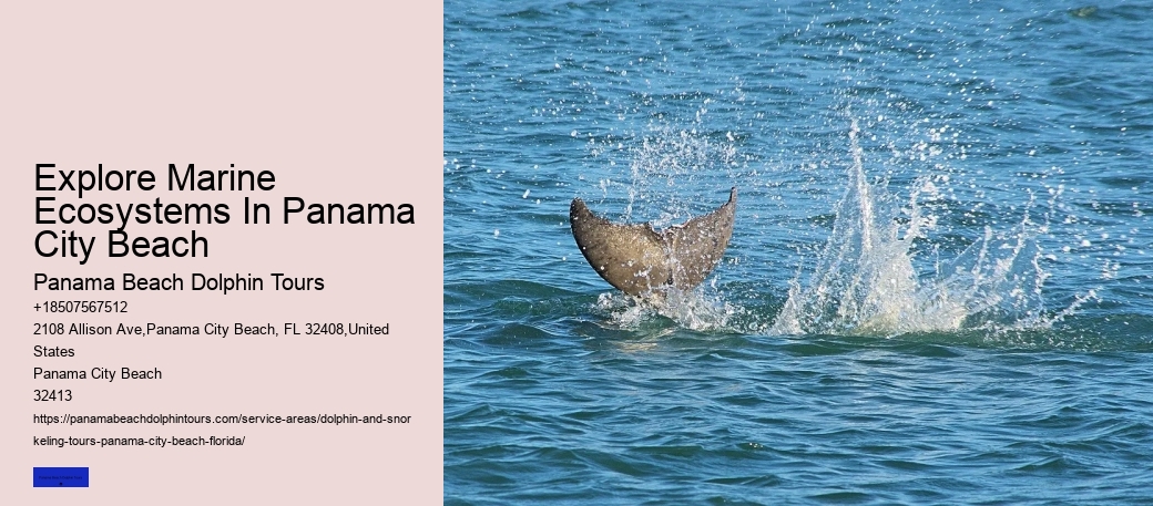 Explore Marine Ecosystems In Panama City Beach