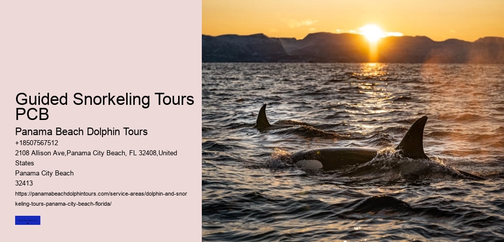 Guided Snorkeling Tours PCB