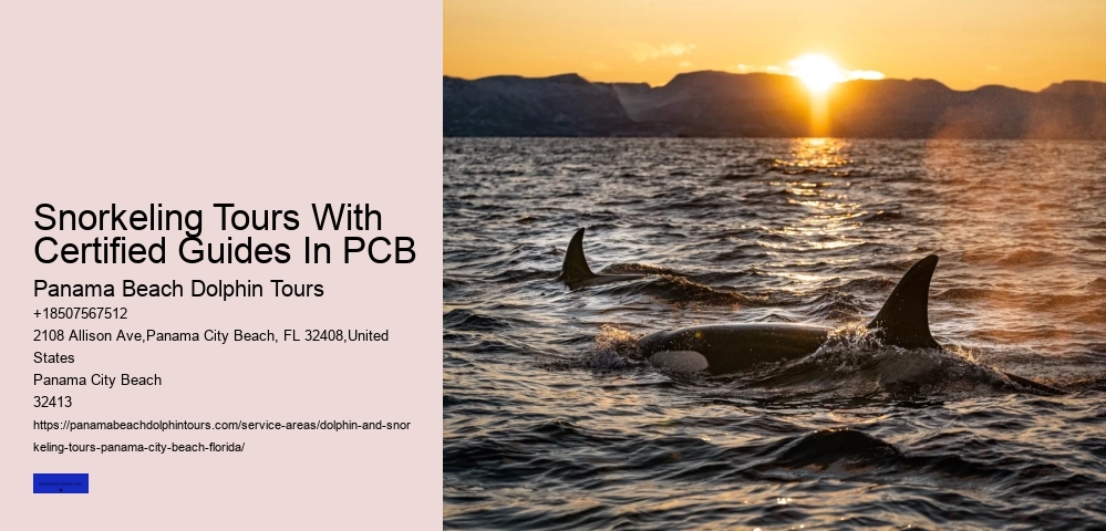 Snorkeling Tours With Certified Guides In PCB